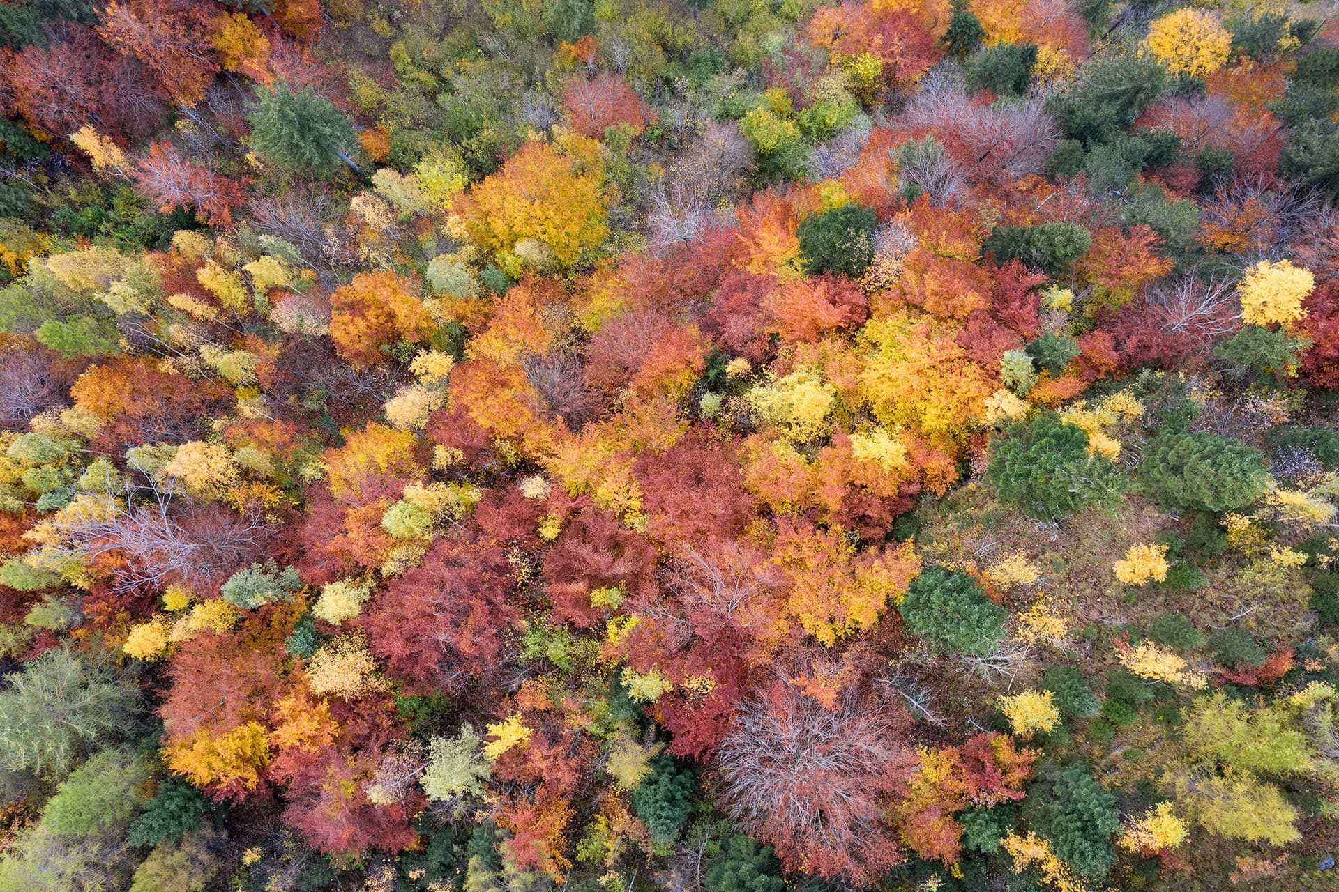 Biodiversité en forêt
