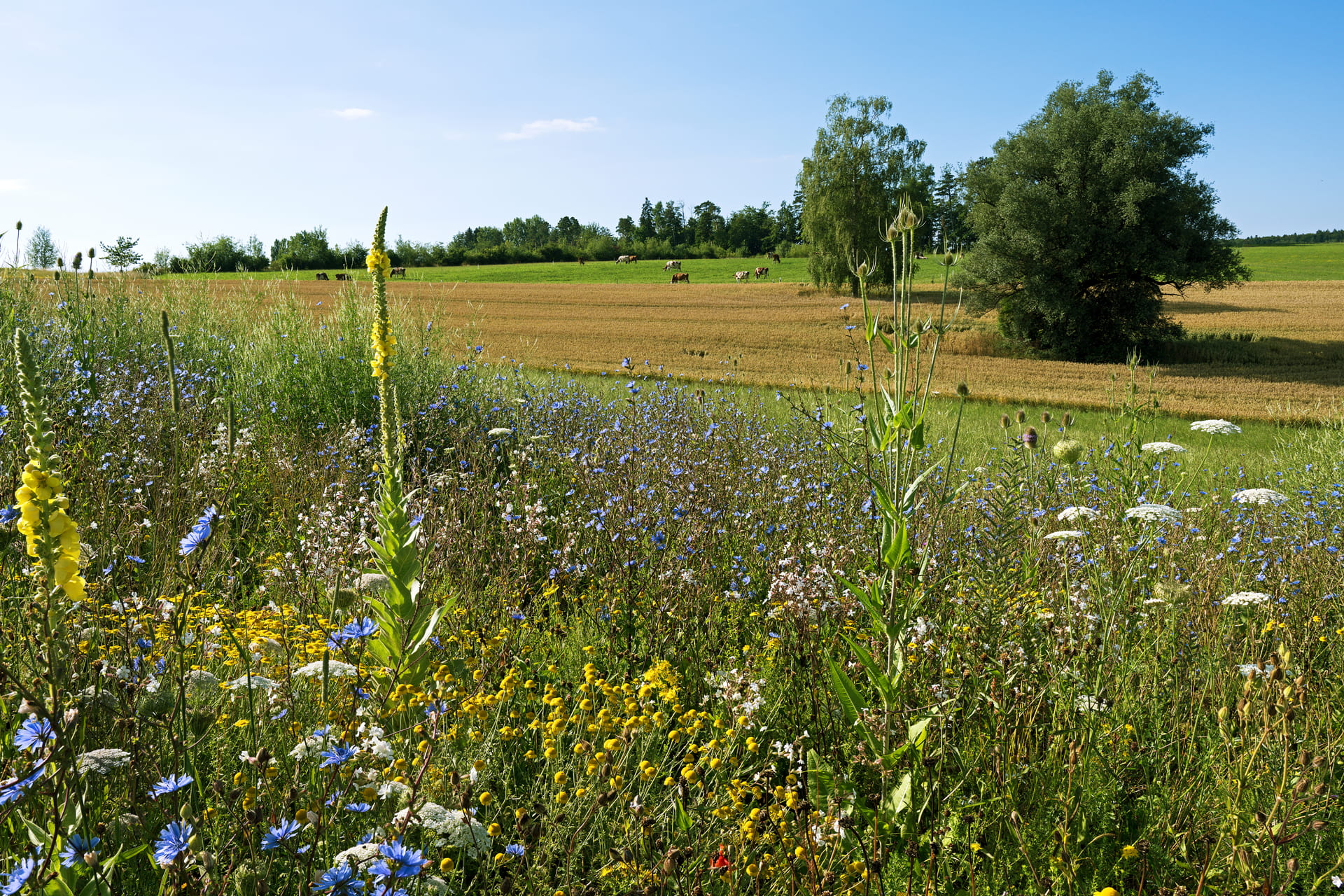 Biodiversité dans la zone agricole